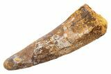 Fossil Spinosaurus Tooth - Real Dinosaur Tooth #345574-1